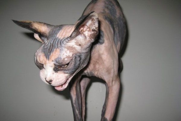 Wake up your cat (32 pics)