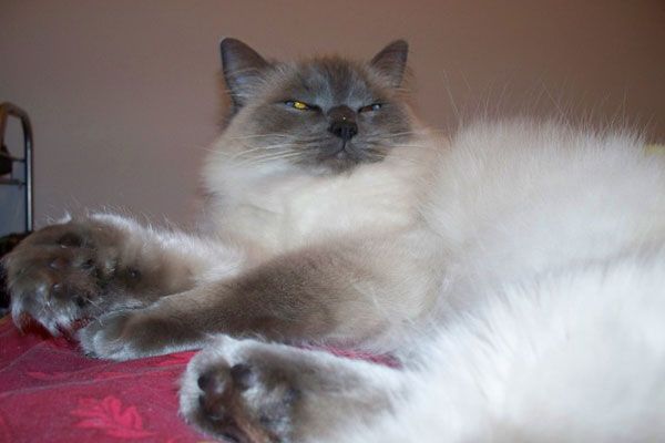 Wake up your cat (32 pics)