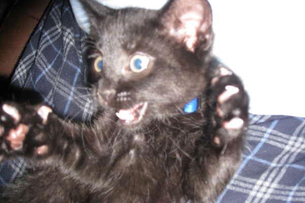 Wake up your cat (32 pics)