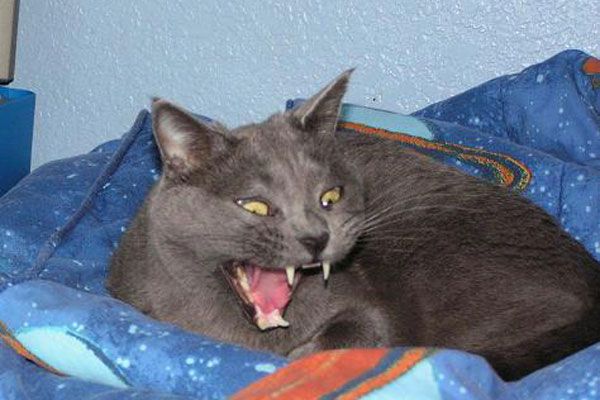 Wake up your cat (32 pics)