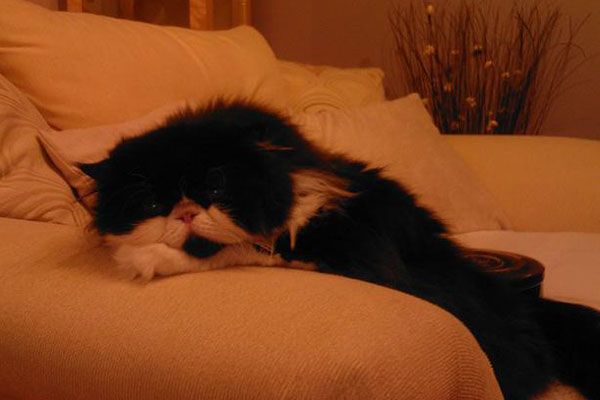 Wake up your cat (32 pics)