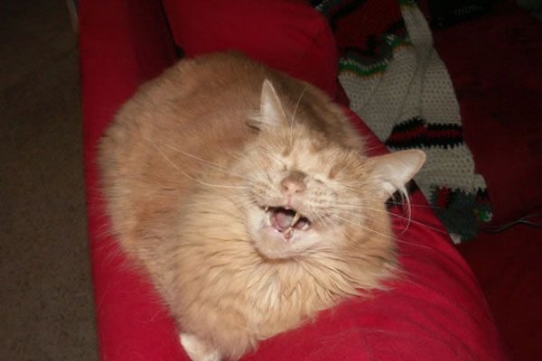 Wake up your cat (32 pics)