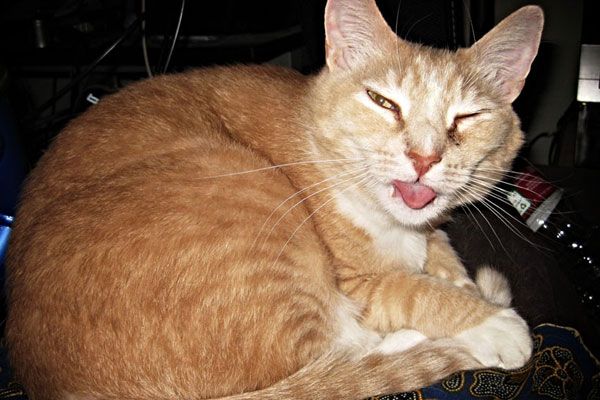 Wake up your cat (32 pics)