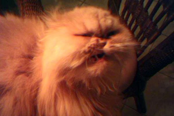 Wake up your cat (32 pics)