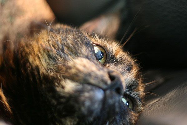 Wake up your cat (32 pics)