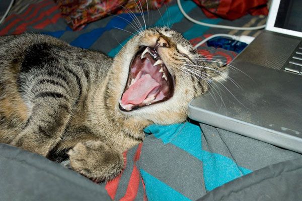 Wake up your cat (32 pics)