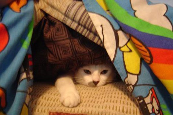 Wake up your cat (32 pics)