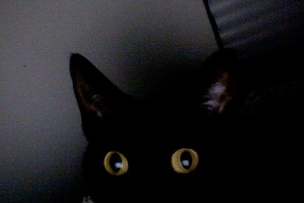Wake up your cat (32 pics)
