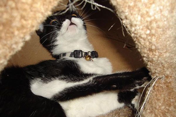 Wake up your cat (32 pics)