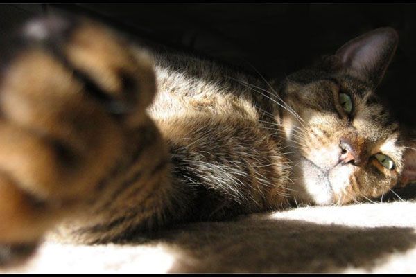 Wake up your cat (32 pics)