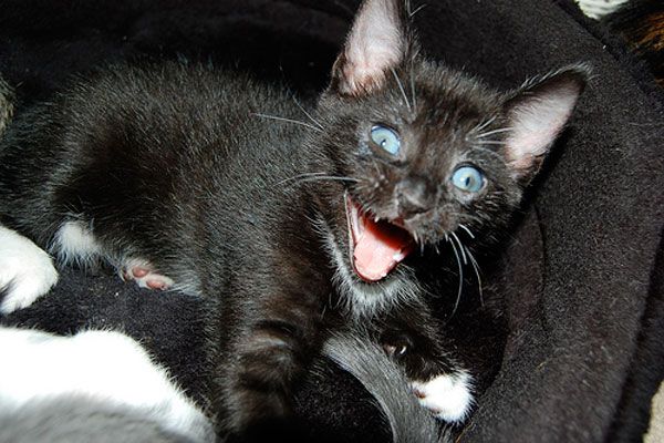 Wake up your cat (32 pics)