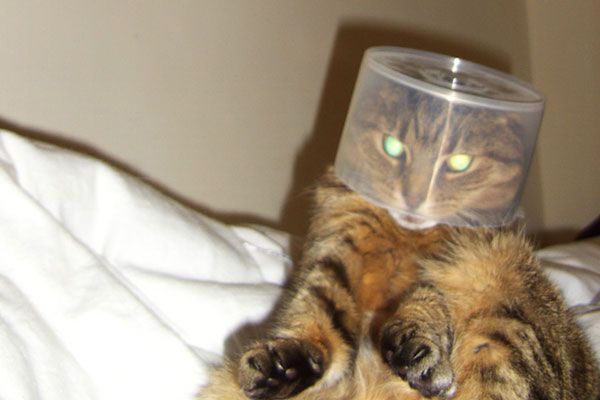 Wake up your cat (32 pics)