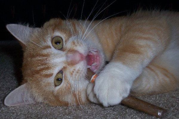 Wake up your cat (32 pics)