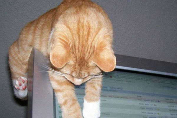 Wake up your cat (32 pics)