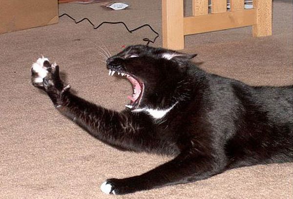 Wake up your cat (32 pics)