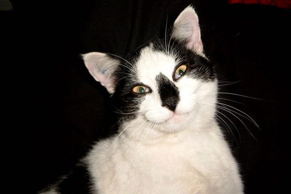 Wake up your cat (32 pics)