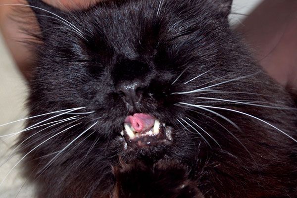 Wake up your cat (32 pics)