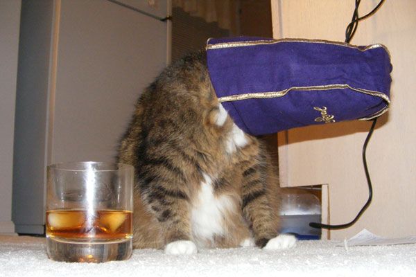 Wake up your cat (32 pics)