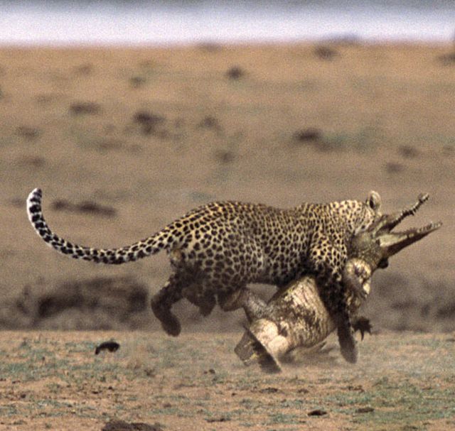 Great Fight - Leopard VS crocodile. Full version (34 pics + 1 video)