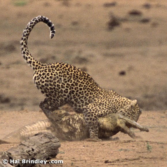 Great Fight - Leopard VS crocodile. Full version (34 pics + 1 video)