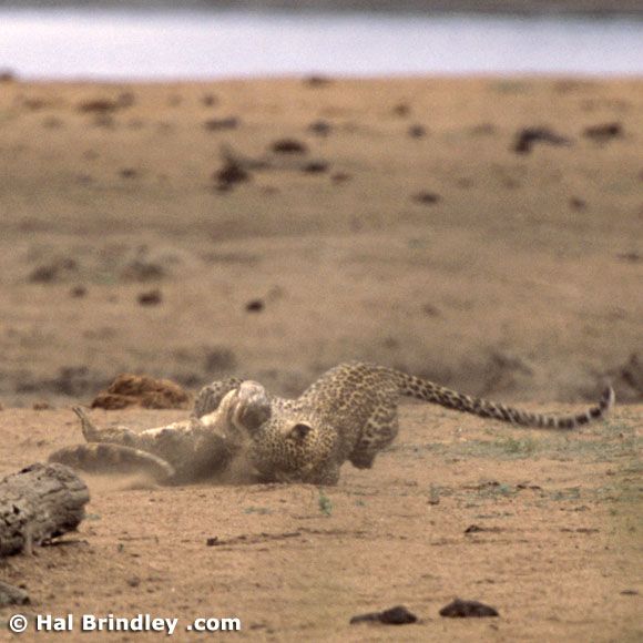 Great Fight - Leopard VS crocodile. Full version (34 pics + 1 video)
