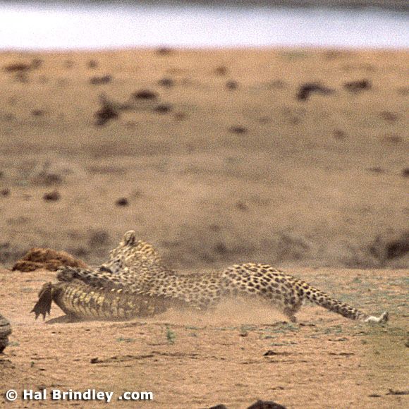 Great Fight - Leopard VS crocodile. Full version (34 pics + 1 video)