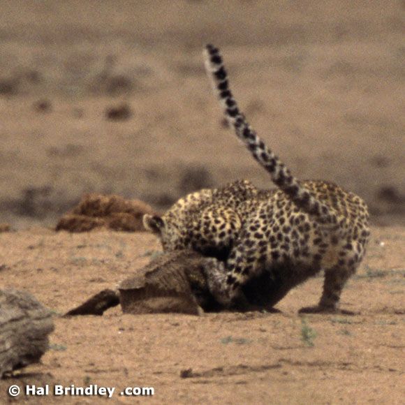 Great Fight - Leopard VS crocodile. Full version (34 pics + 1 video)