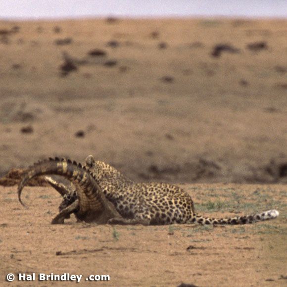 Great Fight - Leopard VS crocodile. Full version (34 pics + 1 video)
