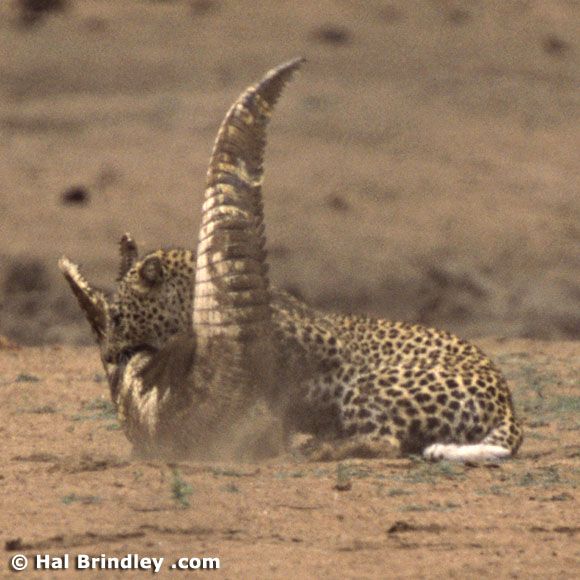 Great Fight - Leopard VS crocodile. Full version (34 pics + 1 video)