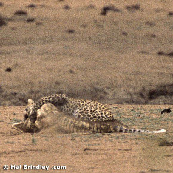 Great Fight - Leopard VS crocodile. Full version (34 pics + 1 video)
