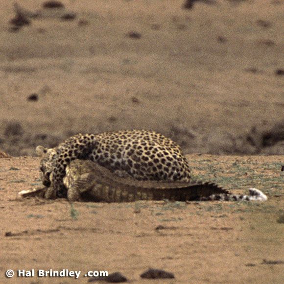 Great Fight - Leopard VS crocodile. Full version (34 pics + 1 video)