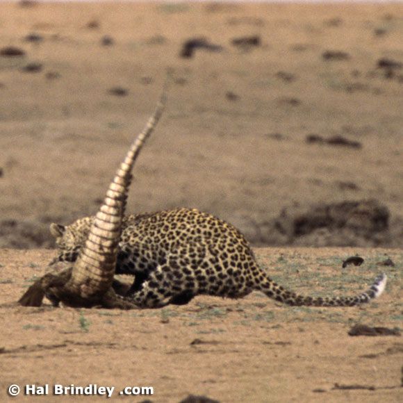 Great Fight - Leopard VS crocodile. Full version (34 pics + 1 video)