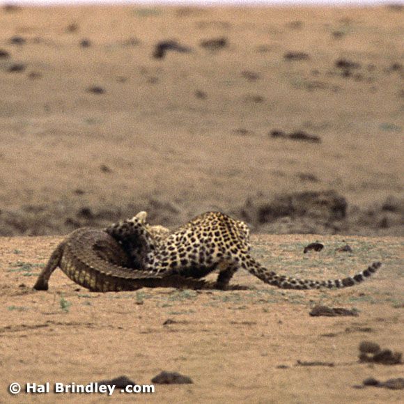 Great Fight - Leopard VS crocodile. Full version (34 pics + 1 video)