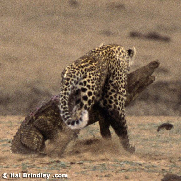 Great Fight - Leopard VS crocodile. Full version (34 pics + 1 video)