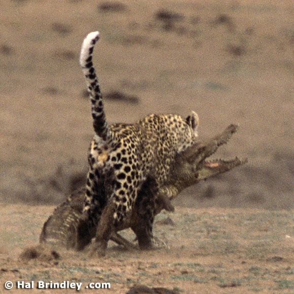 Great Fight - Leopard VS crocodile. Full version (34 pics + 1 video)