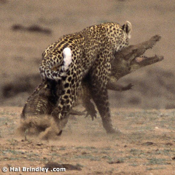 Great Fight - Leopard VS crocodile. Full version (34 pics + 1 video)