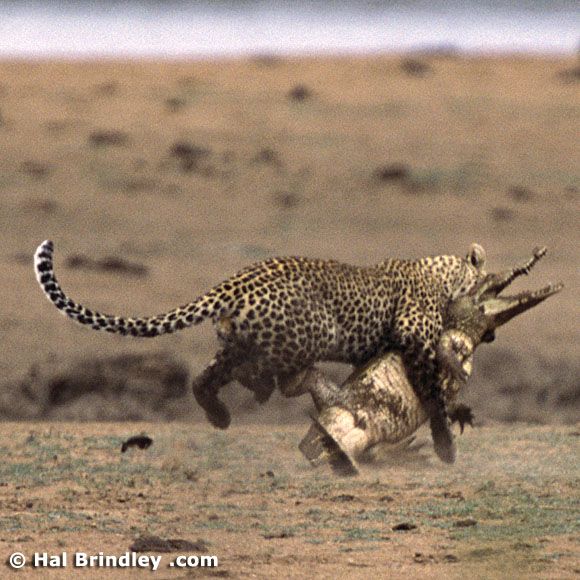 Great Fight - Leopard VS crocodile. Full version (34 pics + 1 video)