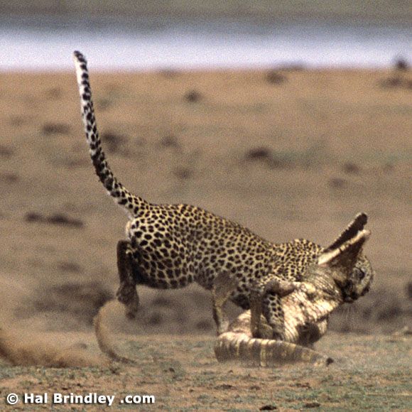 Great Fight - Leopard VS crocodile. Full version (34 pics + 1 video)