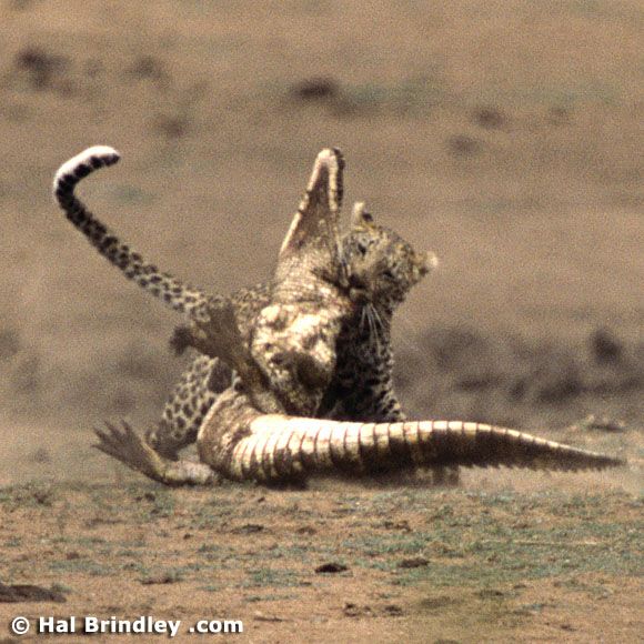 Great Fight - Leopard VS crocodile. Full version (34 pics + 1 video)
