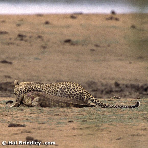 Great Fight - Leopard VS crocodile. Full version (34 pics + 1 video)