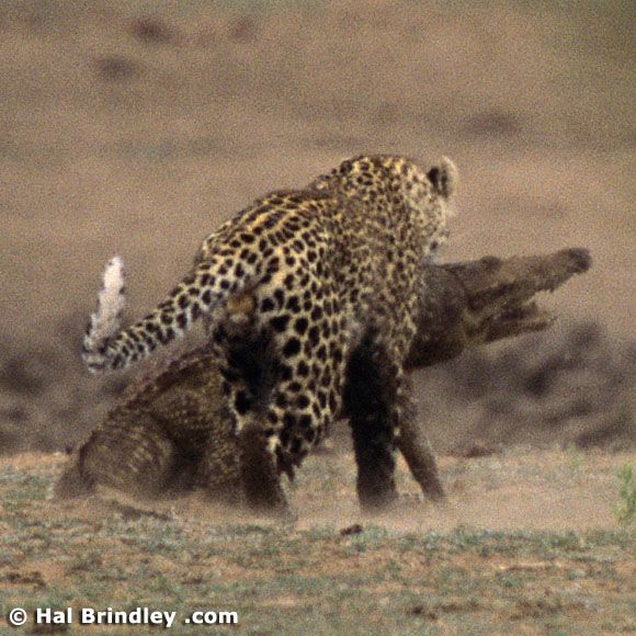 Great Fight - Leopard VS crocodile. Full version (34 pics + 1 video)