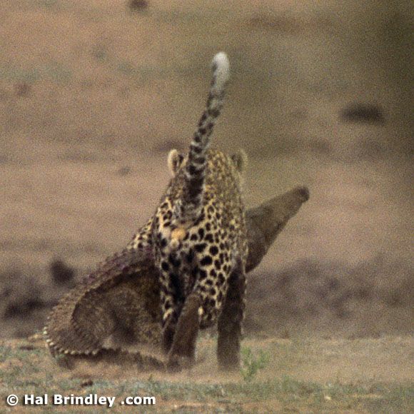 Great Fight - Leopard VS crocodile. Full version (34 pics + 1 video)