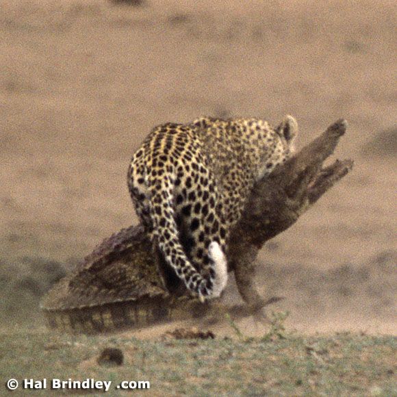 Great Fight - Leopard VS crocodile. Full version (34 pics + 1 video)