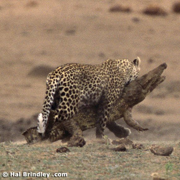 Great Fight - Leopard VS crocodile. Full version (34 pics + 1 video)