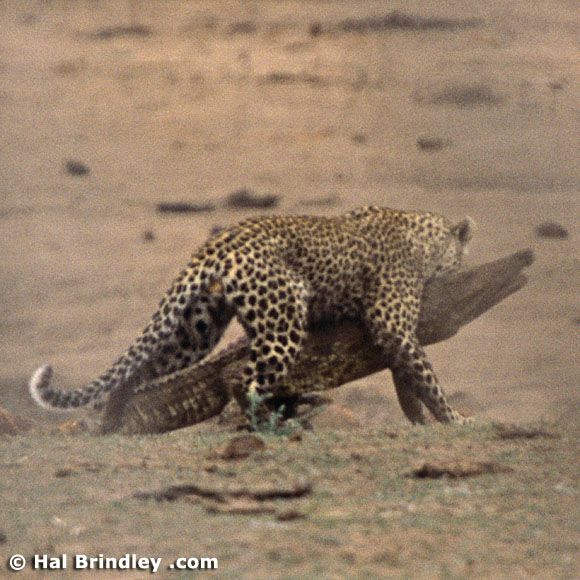 Great Fight - Leopard VS crocodile. Full version (34 pics + 1 video)