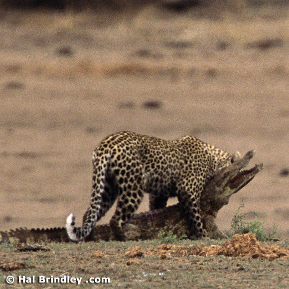 Great Fight - Leopard VS crocodile. Full version (34 pics + 1 video)