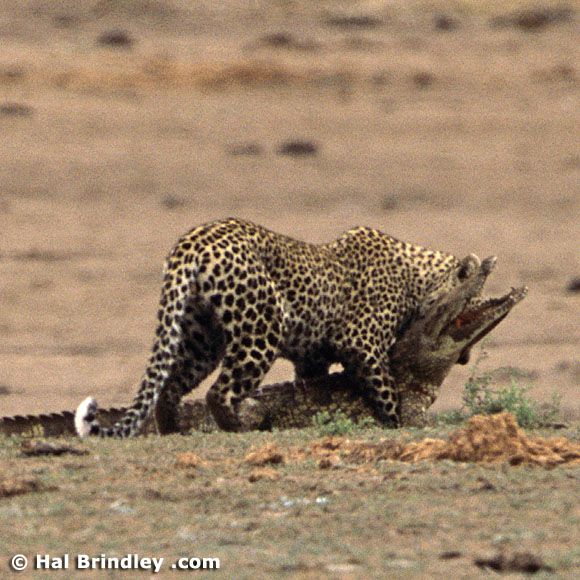 Great Fight - Leopard VS crocodile. Full version (34 pics + 1 video)