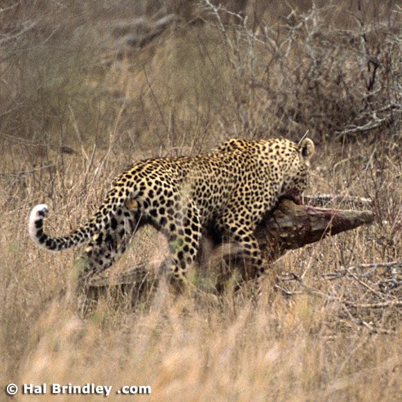 Great Fight - Leopard VS crocodile. Full version (34 pics + 1 video)