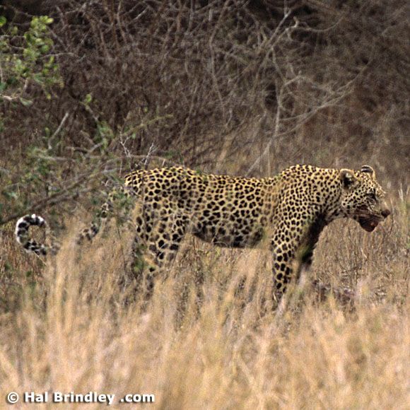Great Fight - Leopard VS crocodile. Full version (34 pics + 1 video)