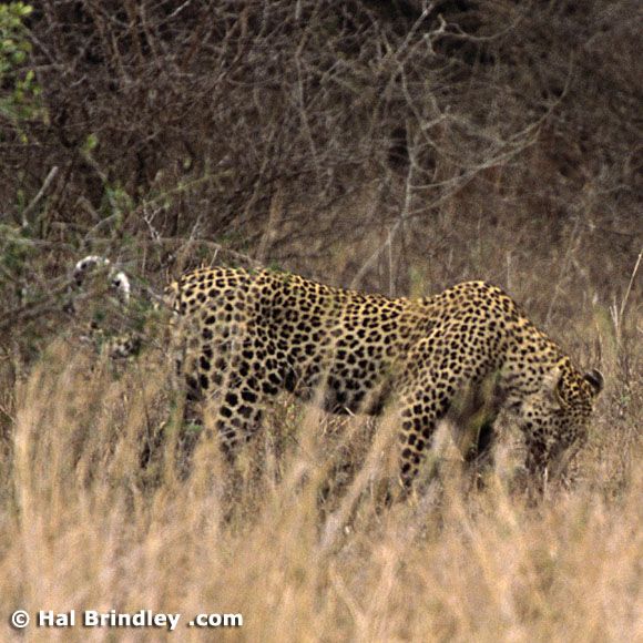 Great Fight - Leopard VS crocodile. Full version (34 pics + 1 video)